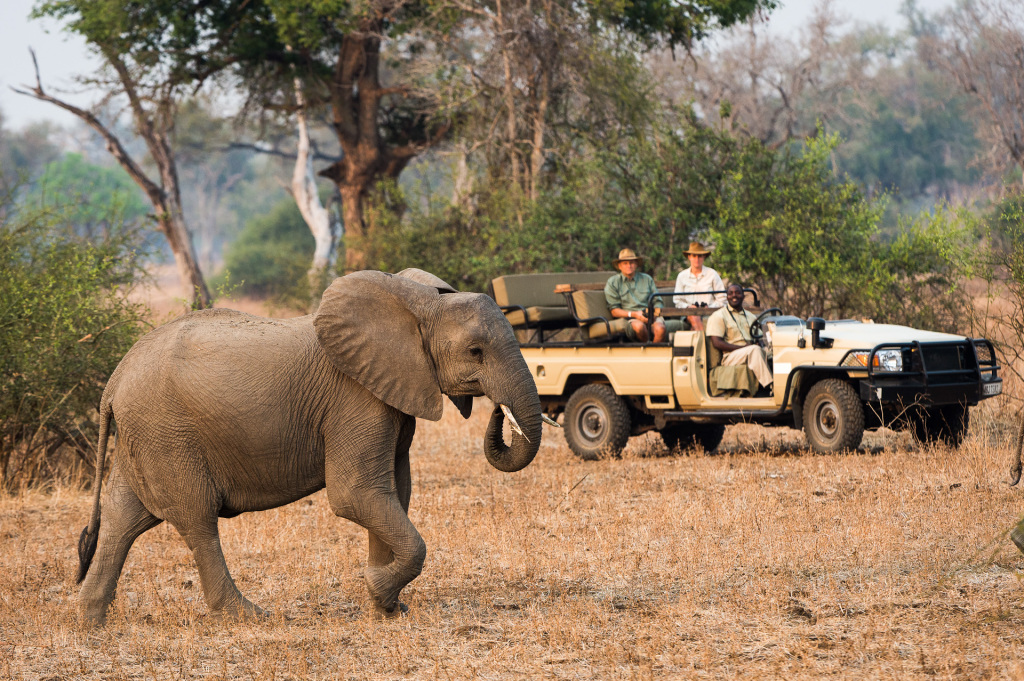 Hartley's Safaris - Elephant Game Drive
