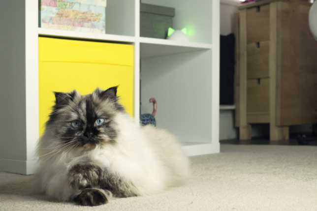 Sureflap Microchip Pet Door Connect Sloan Magazine