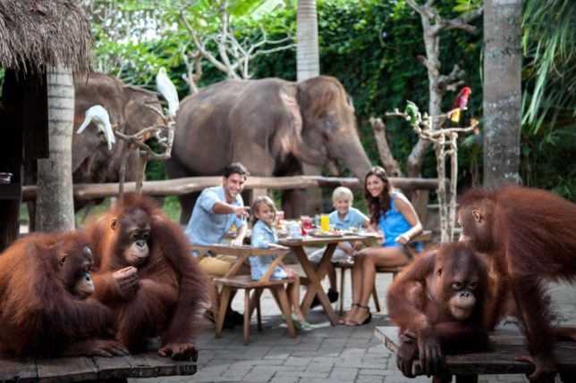 Experience Animal Magic at Bali Zoo